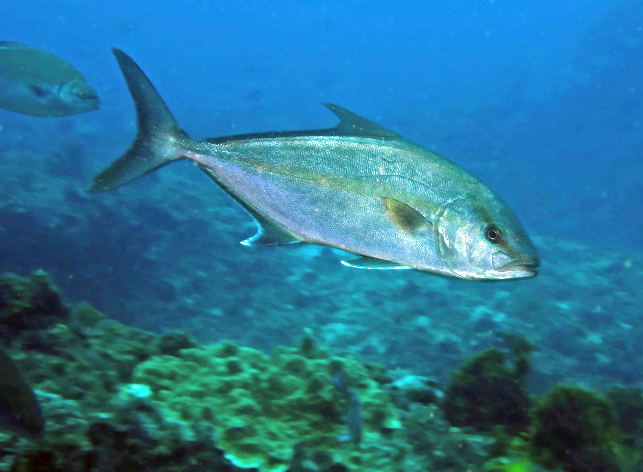 image of Seriola dumerili (Greater amberjack)