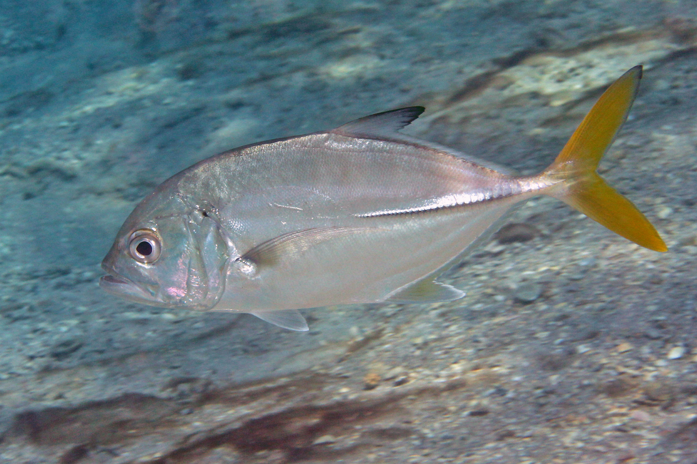 image of Caranx latus (Horse-eye jack)