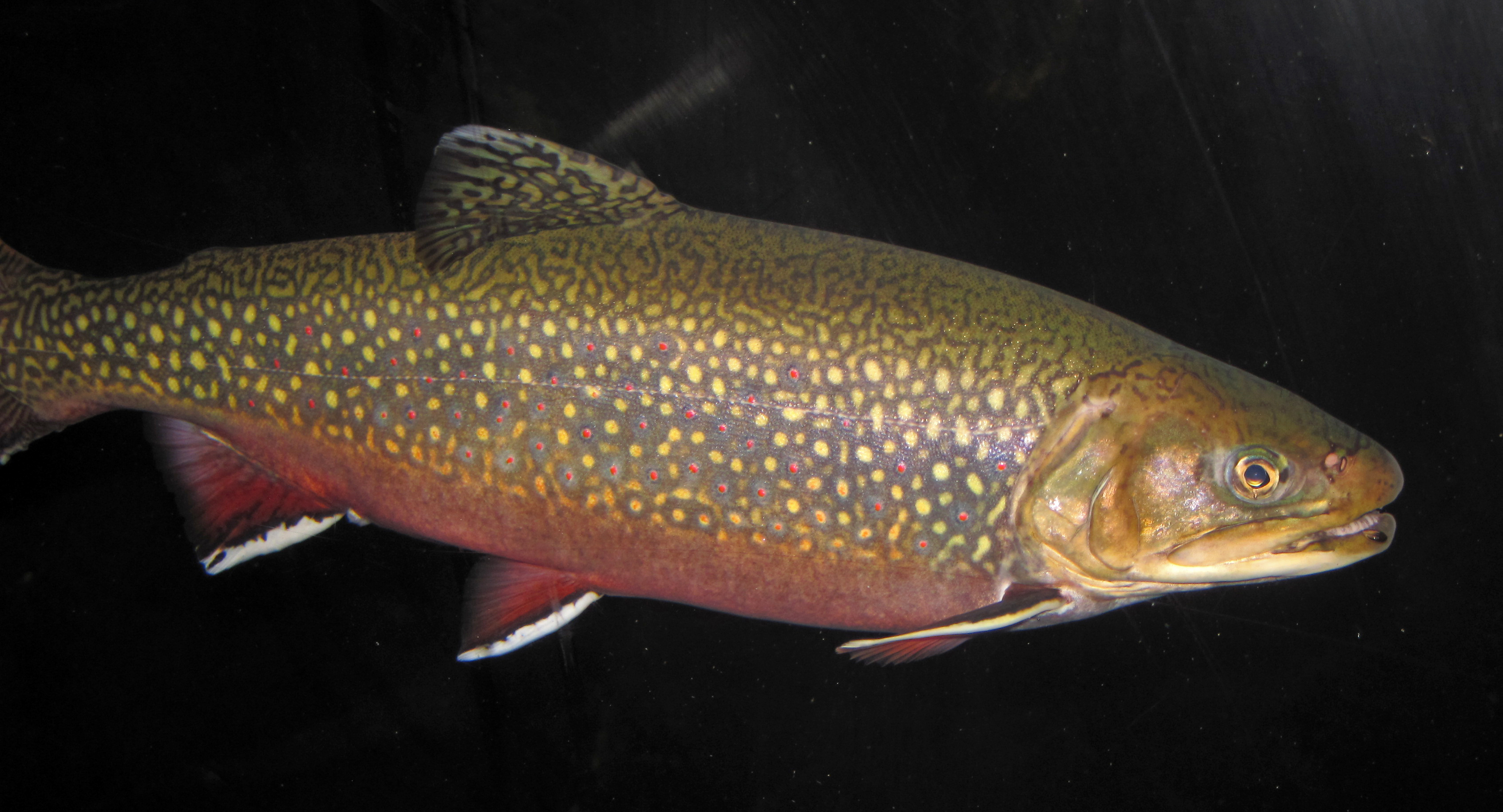 image of Salvelinus fontinalis (Brook trout)