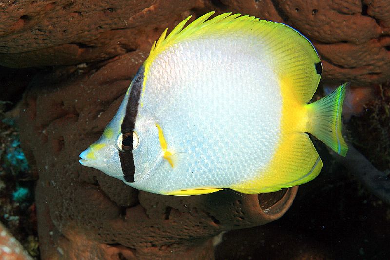 image of Chaetodon ocellatus (Spotfin butterflyfish)