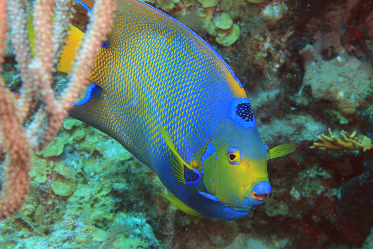 image of Holacanthus ciliaris (Queen angelfish)