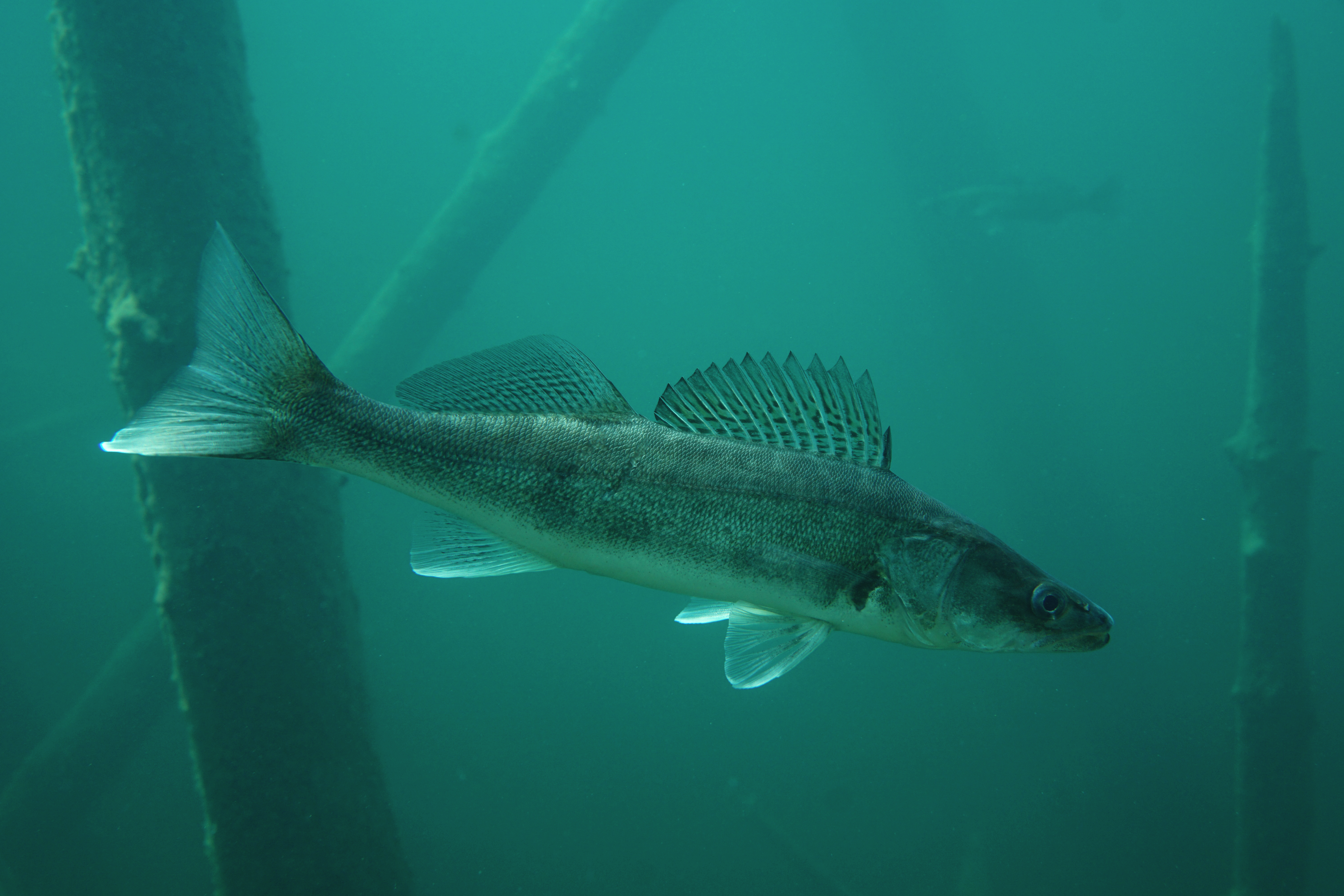 image of Sander lucioperca (Pike-perch)