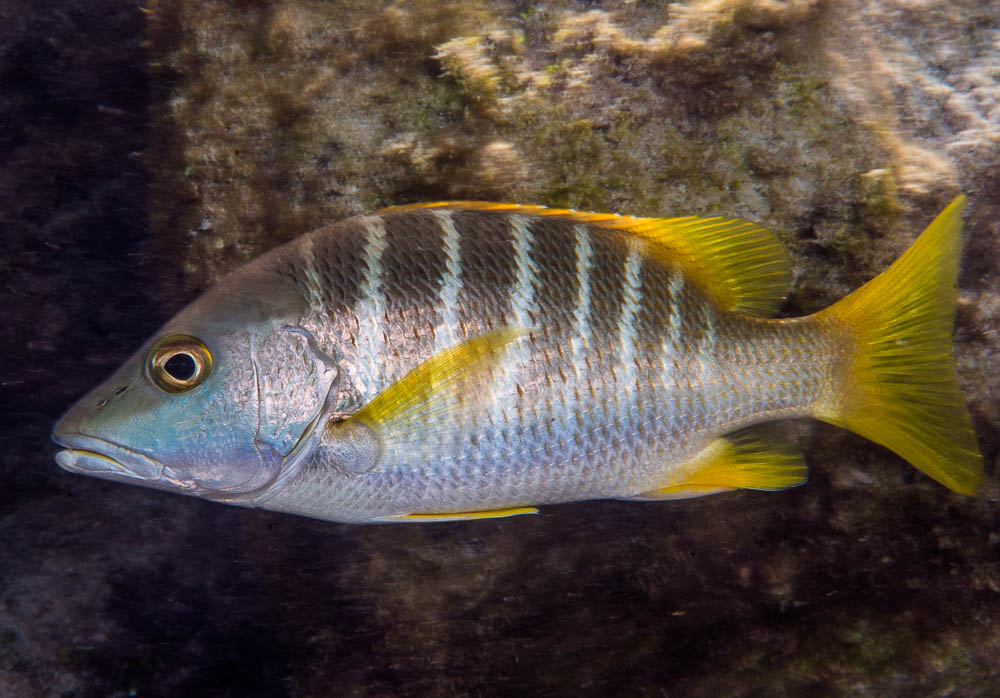 image of Lutjanus apodus (Schoolmaster snapper)
