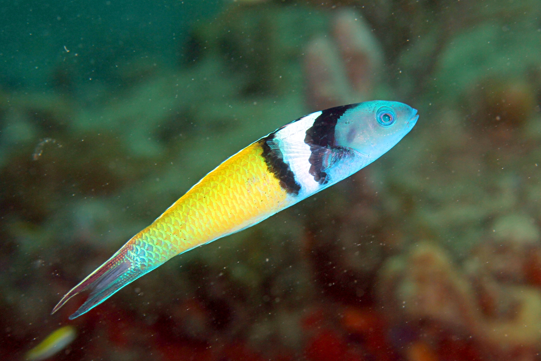 image of Thalassoma bifasciatum (Bluehead)