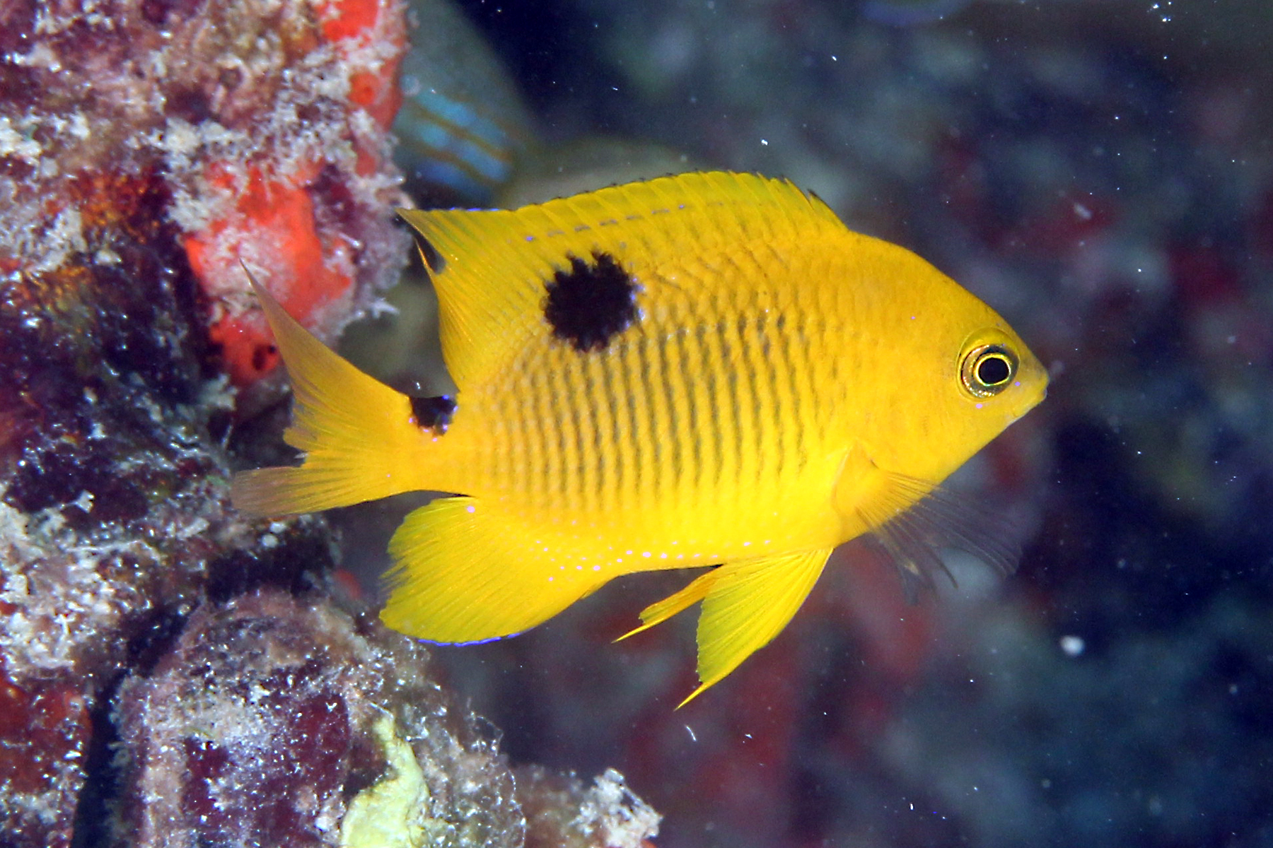 image of Stegastes planifrons (Threespot damselfish)