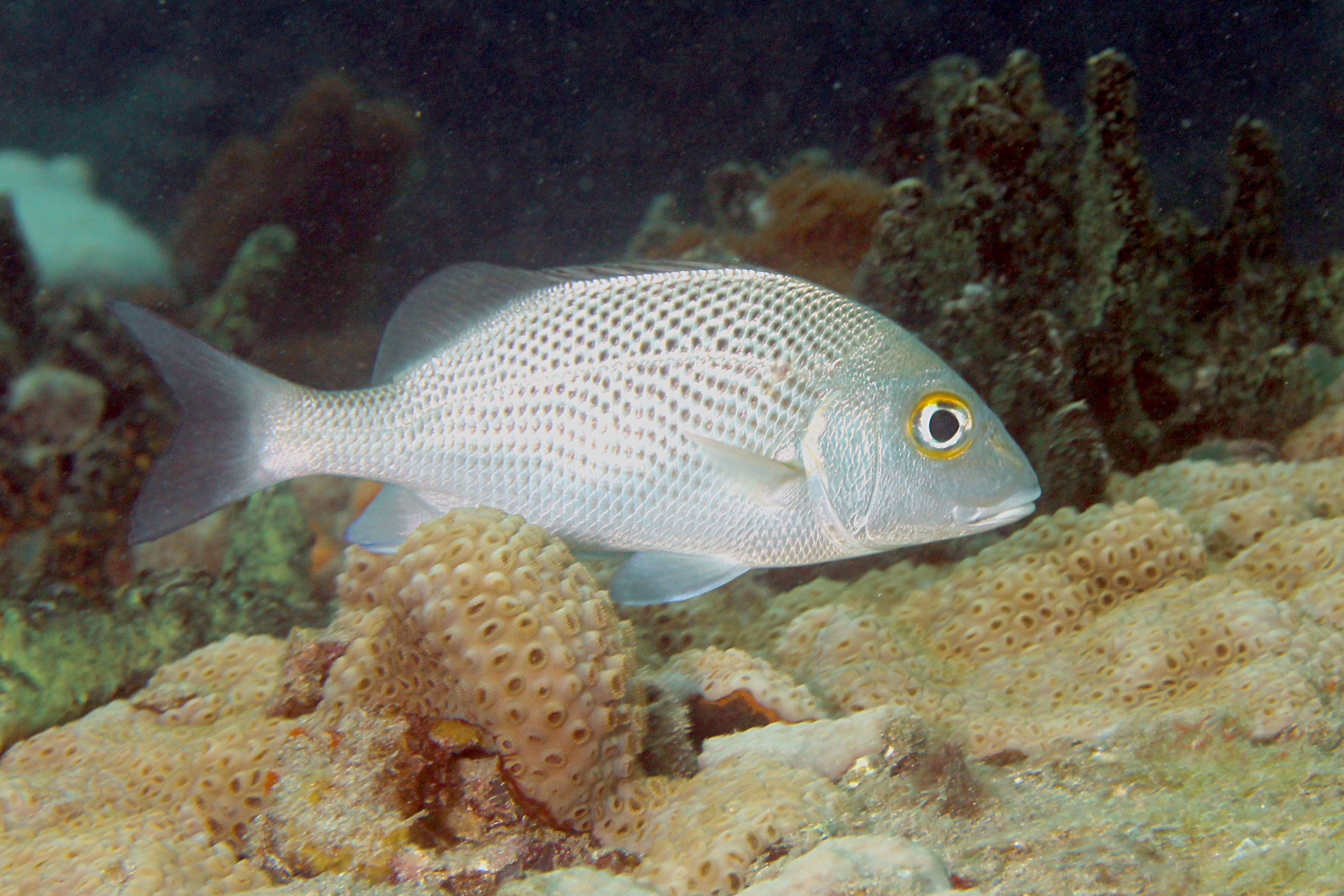image of Haemulon parra (Sailor's grunt)
