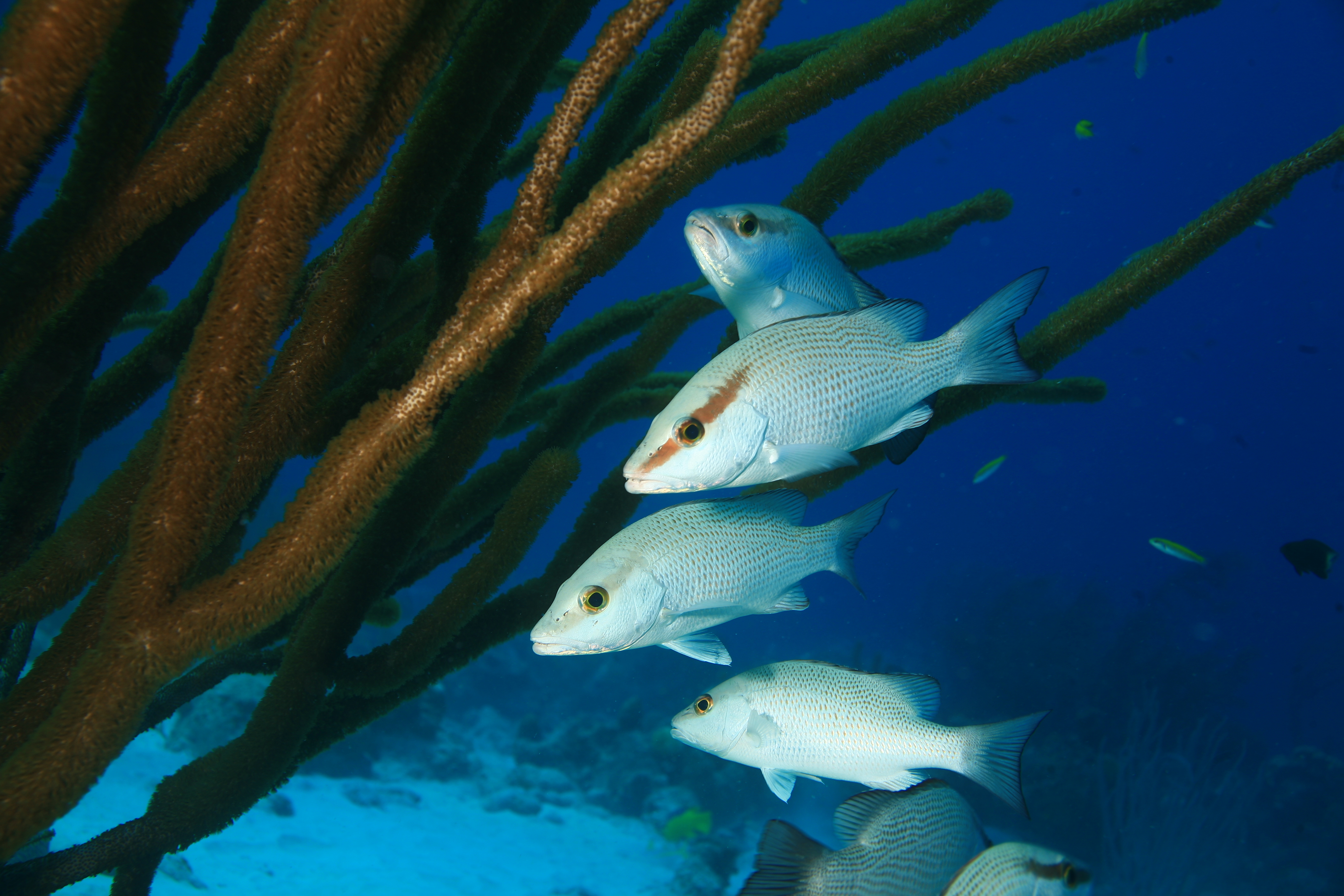 image of Lutjanus griseus (Grey snapper)