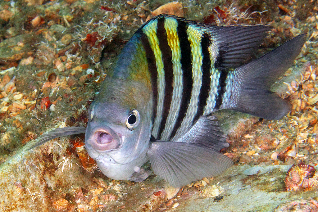 image of Abudefduf saxatilis (Sergeant-major)