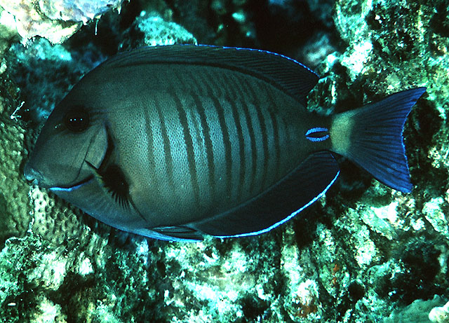 image of Acanthurus chirurgus (Doctorfish)