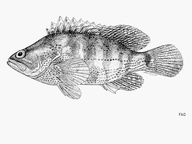 image of Alphestes afer (Mutton hamlet)