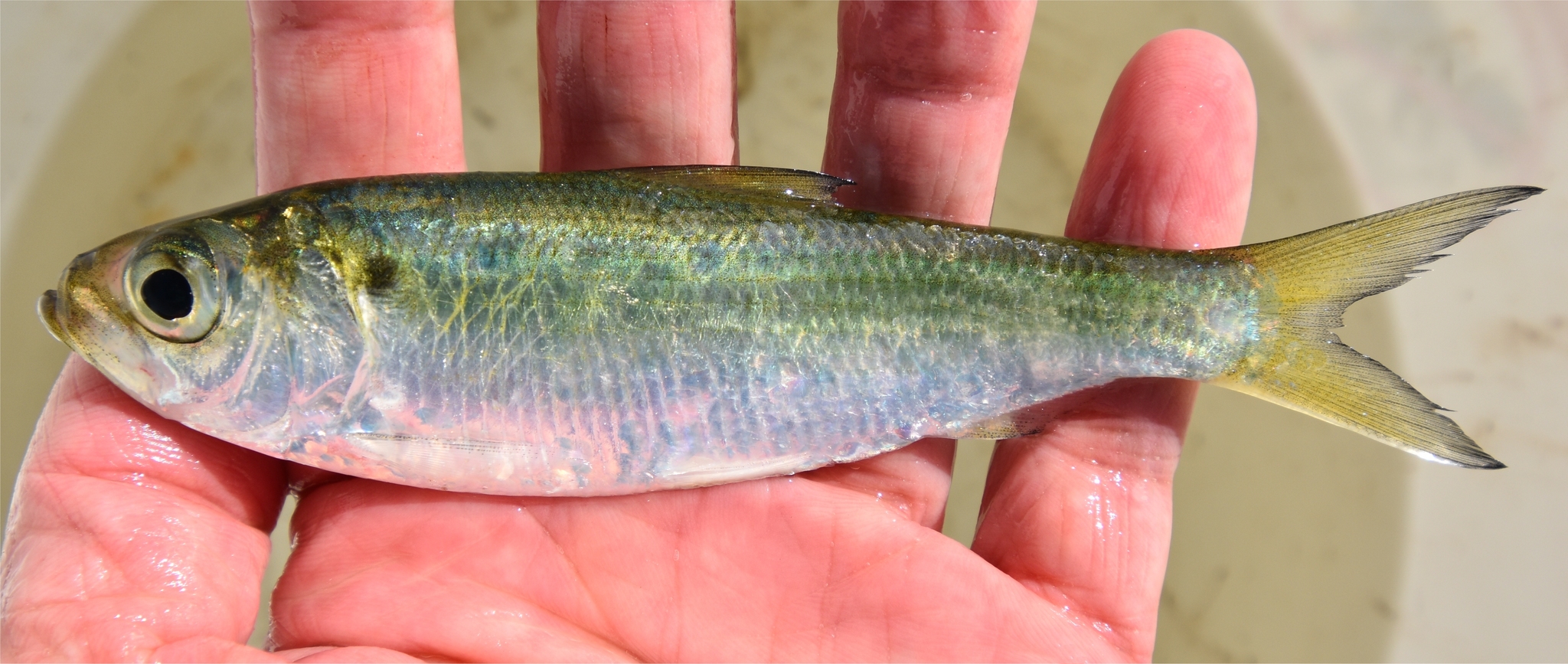 image of Alosa pseudoharengus (Alewife)