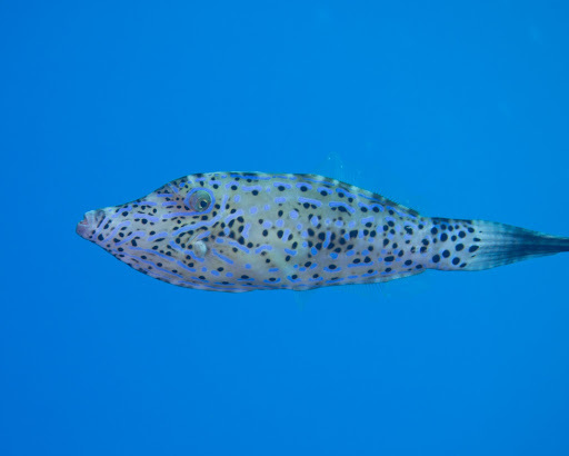 image of Aluterus scriptus (Scribbled leatherjacket filefish)