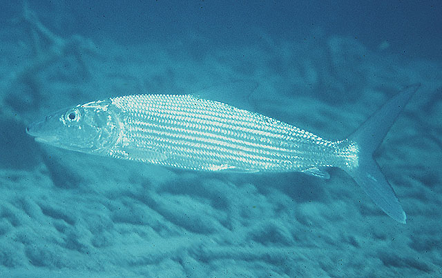 image of Albula vulpes (Bonefish)