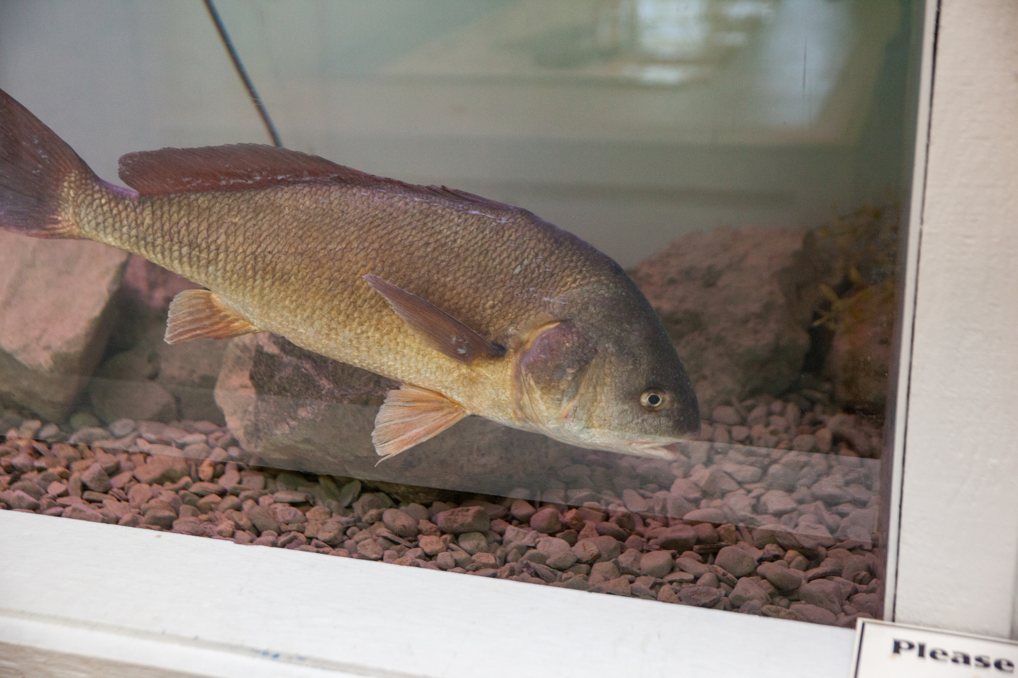 image of Aplodinotus grunniens (Freshwater drum)
