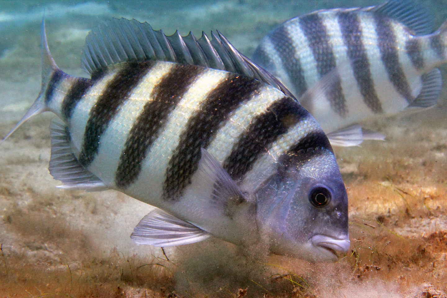 image of Archosargus probatocephalus (Sheepshead)