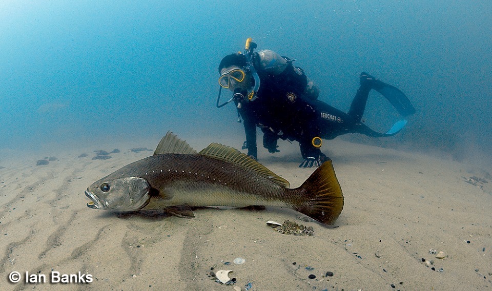 image of Argyrosomus japonicus (Japanese meagre)