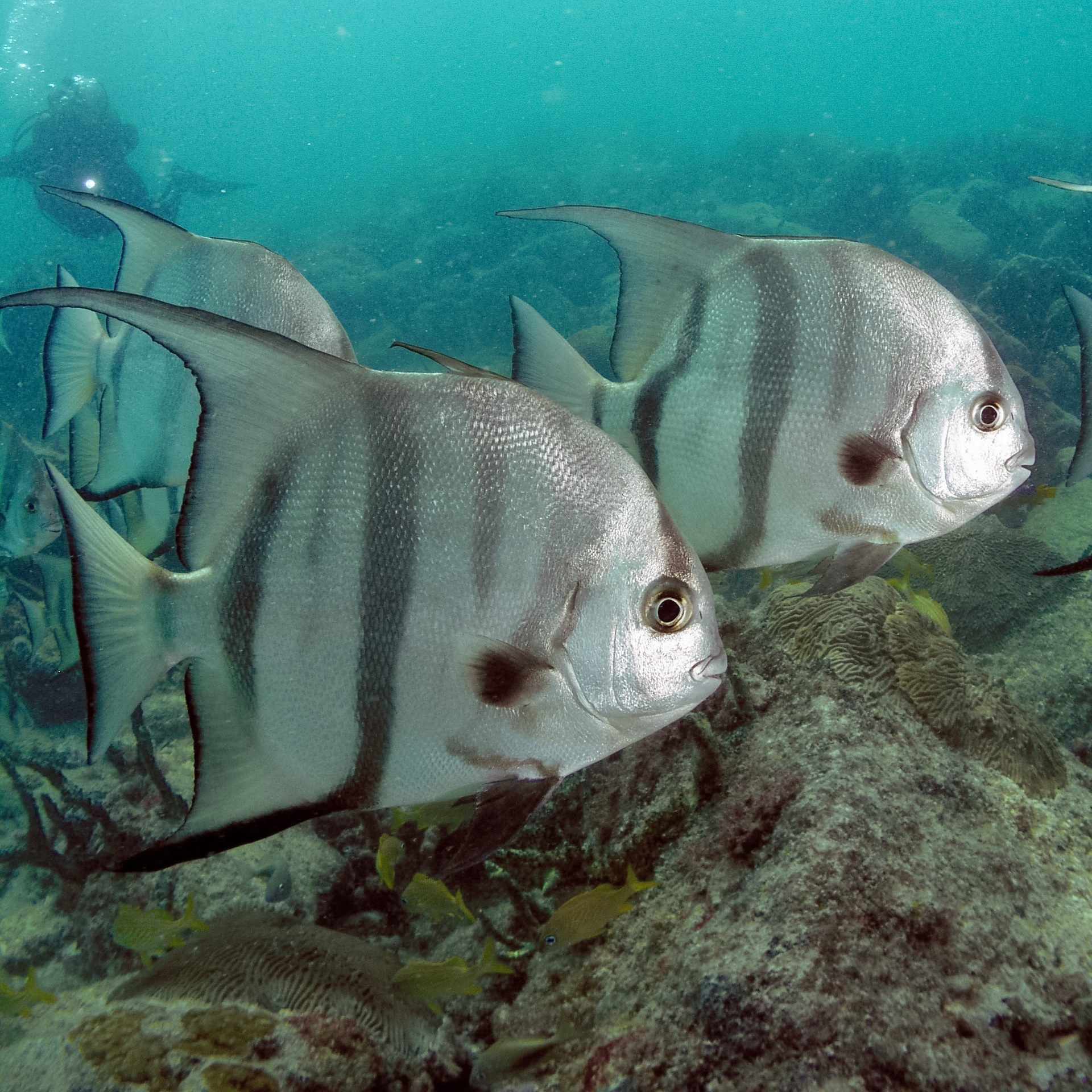 image of Chaetodipterus faber (Atlantic spadefish)