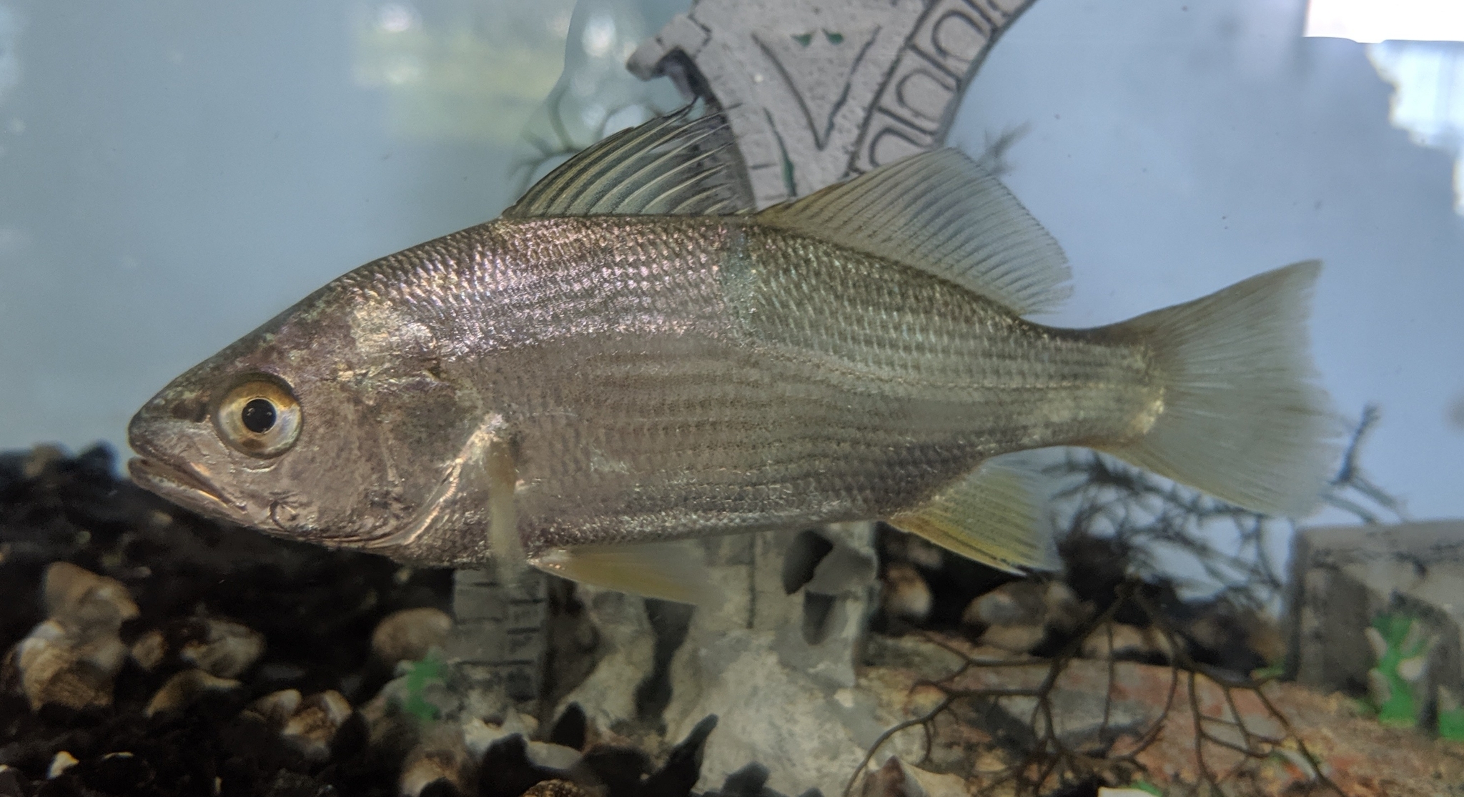 image of Bairdiella chrysoura (Silver perch)