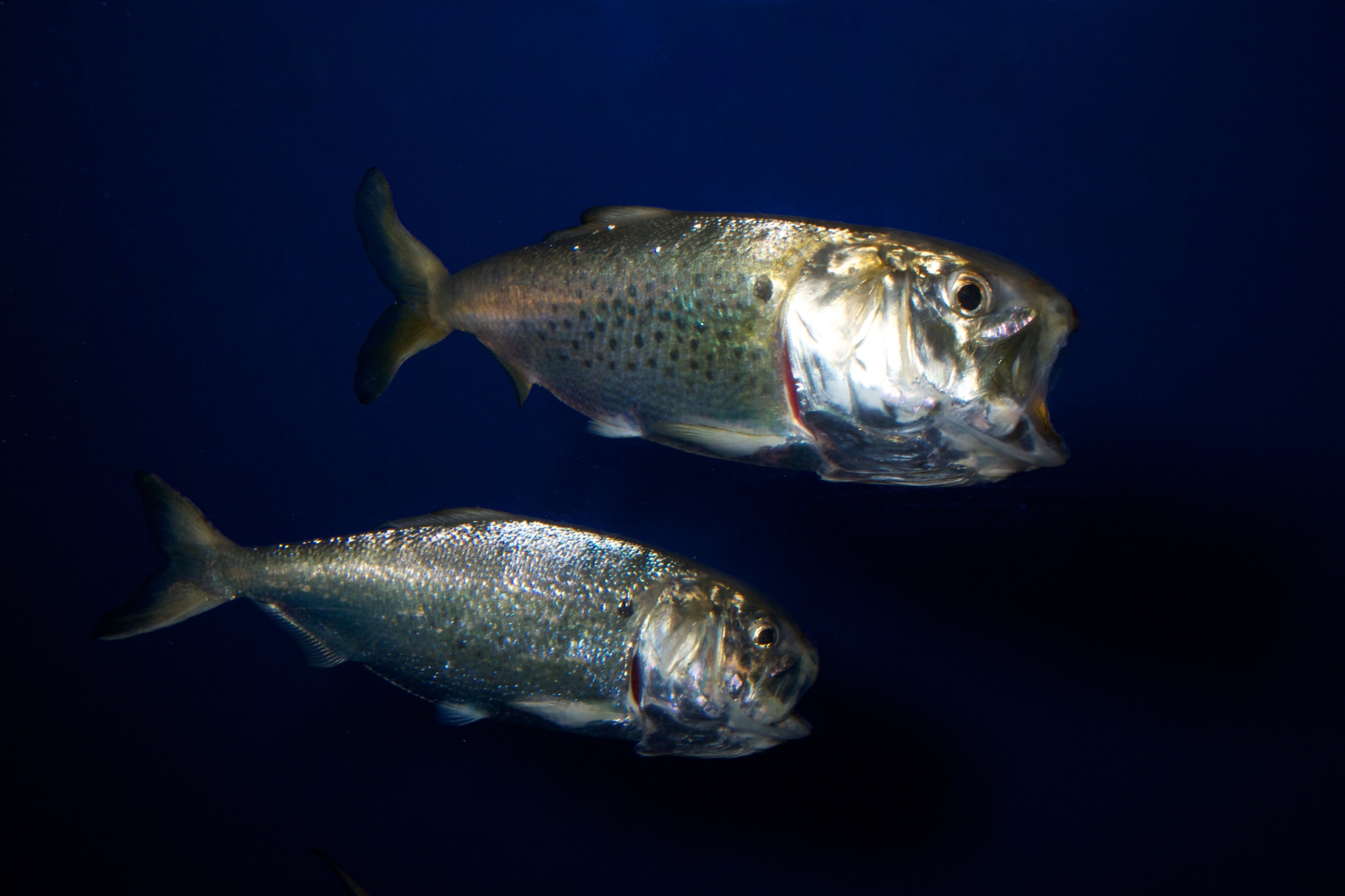 image of Brevoortia tyrannus (Atlantic menhaden)
