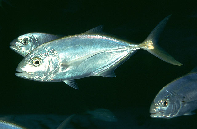 image of Caranx bartholomaei (Yellow jack)
