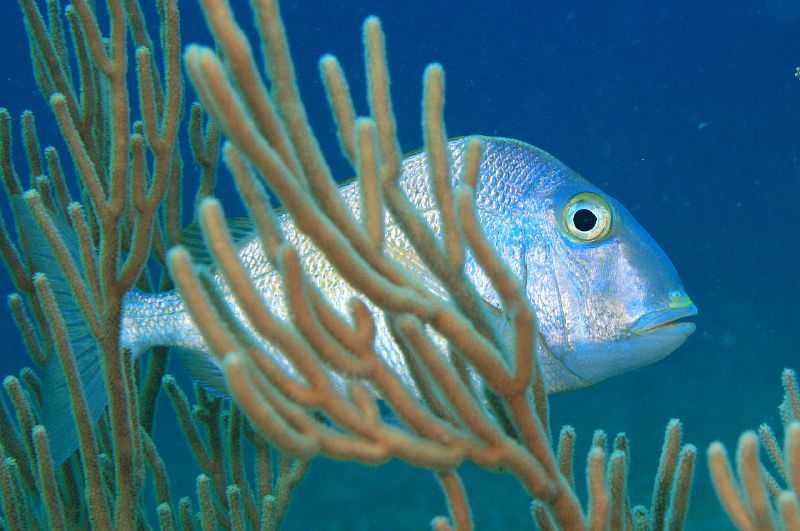 image of Calamus calamus (Saucereye porgy)