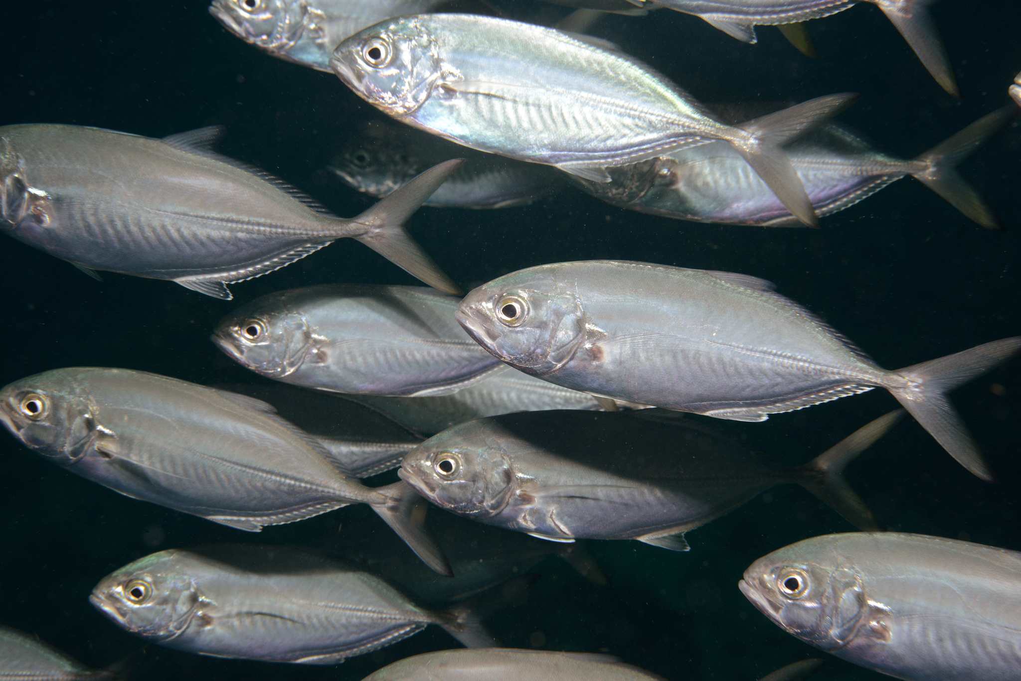 image of Caranx crysos (Blue runner)