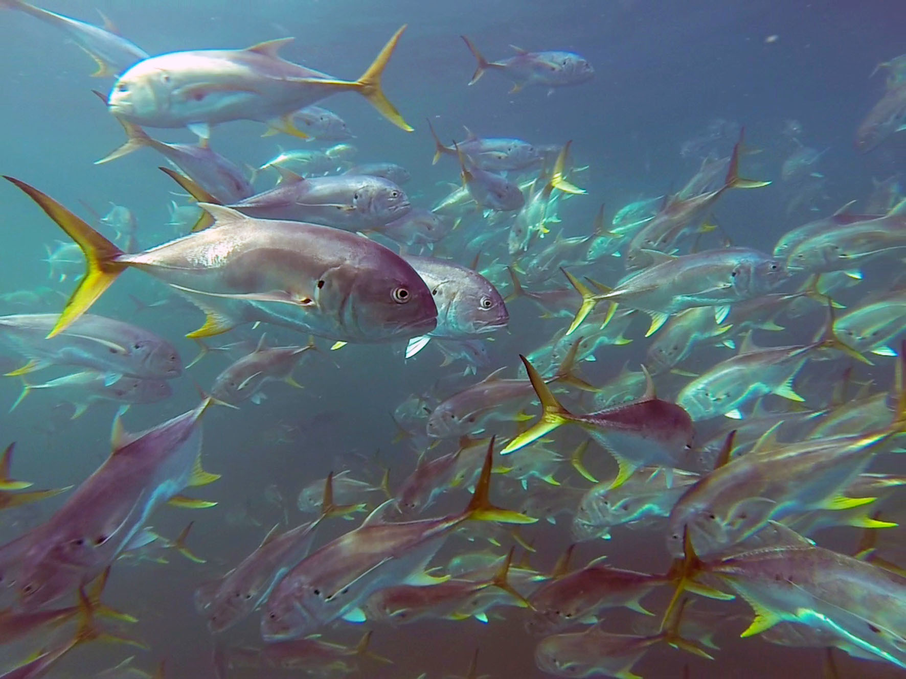 image of Caranx hippos (Crevalle jack)