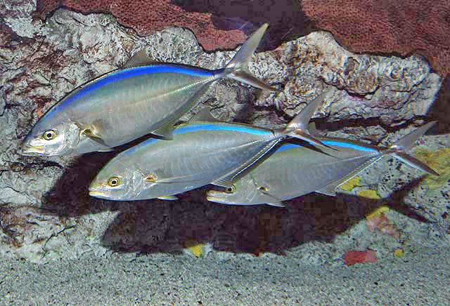 image of Caranx ruber (Bar jack)