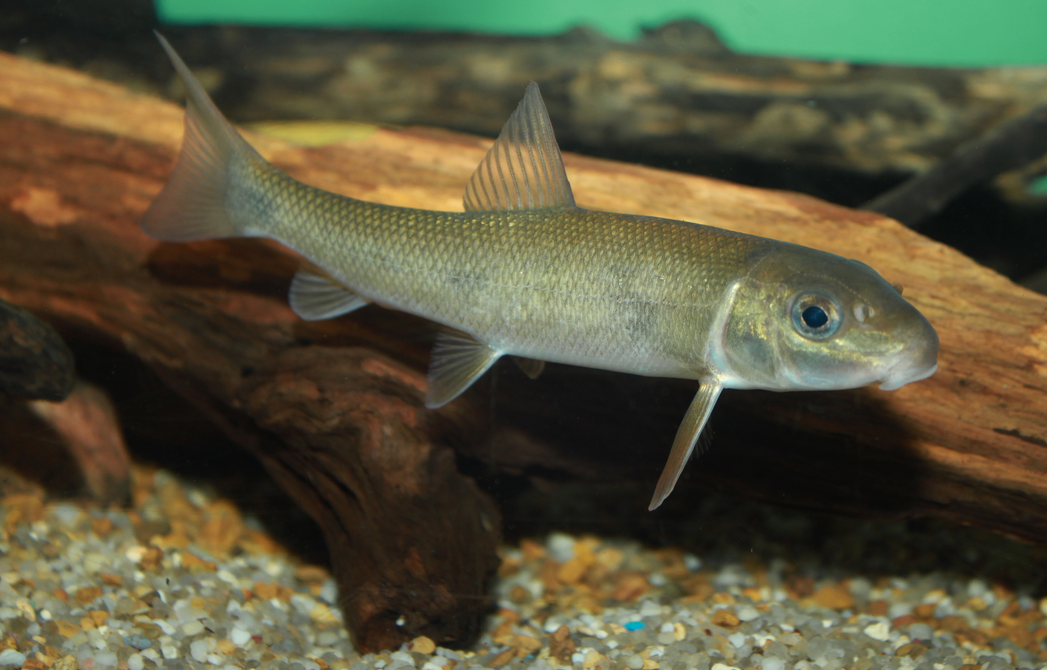 image of Catostomus commersonii (White sucker)