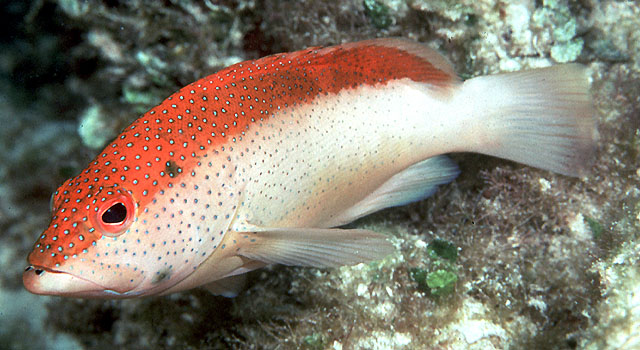 image of Cephalopholis fulva (Coney)