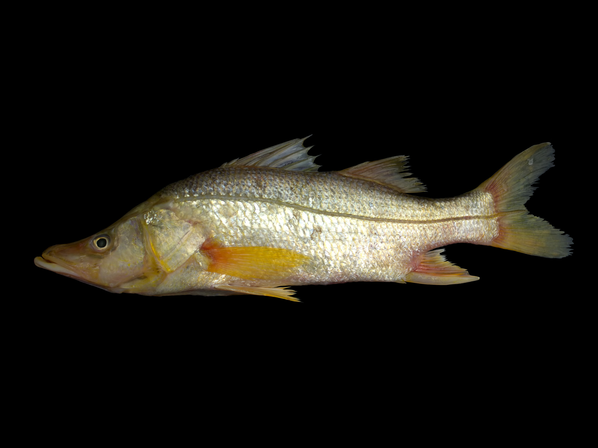 image of Centropomus ensiferus (Swordspine snook)