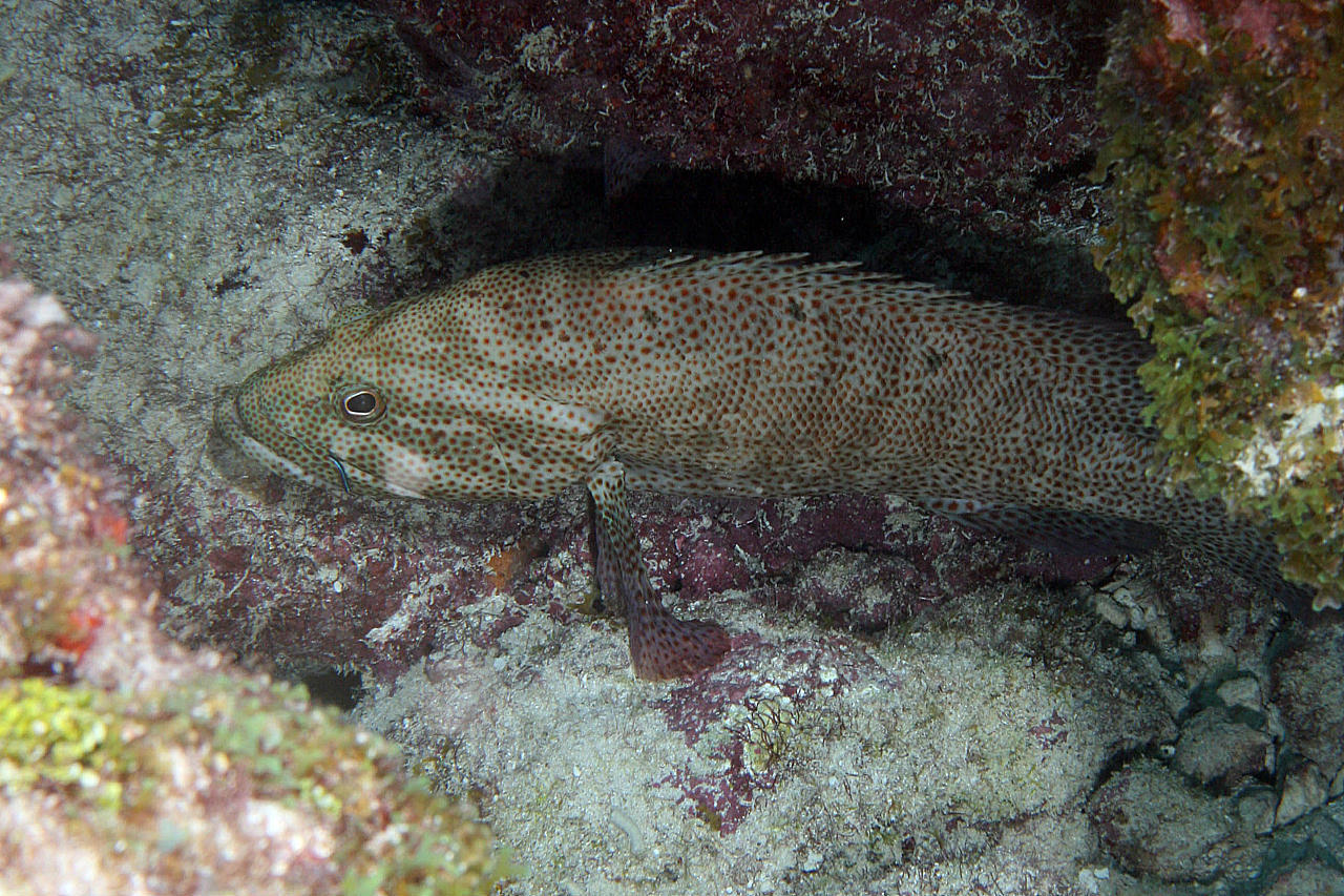 image of Cephalopholis cruentata (Graysby)