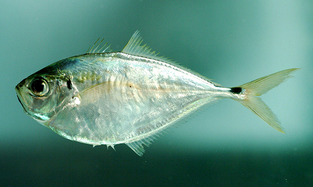 image of Chloroscombrus chrysurus (Atlantic bumper)