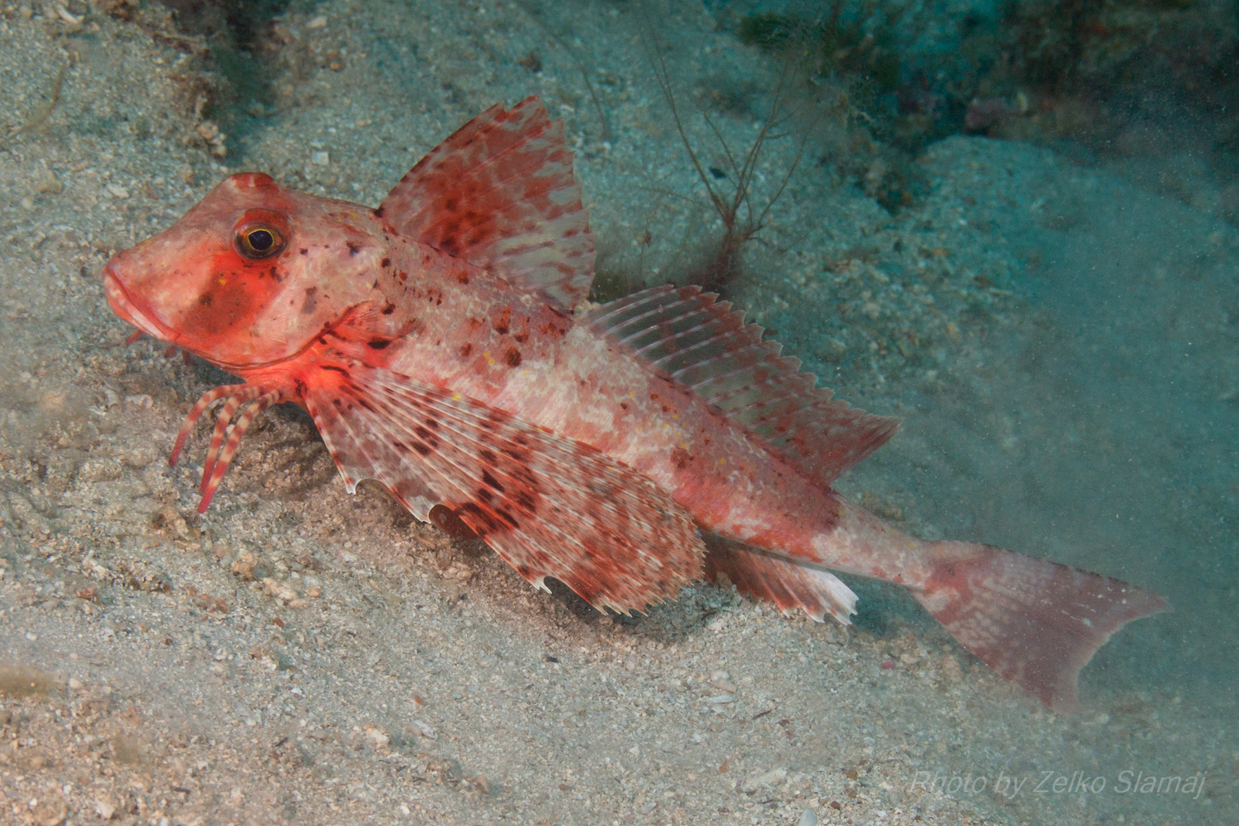 image of Chelidonichthys lastoviza (Streaked gurnard)