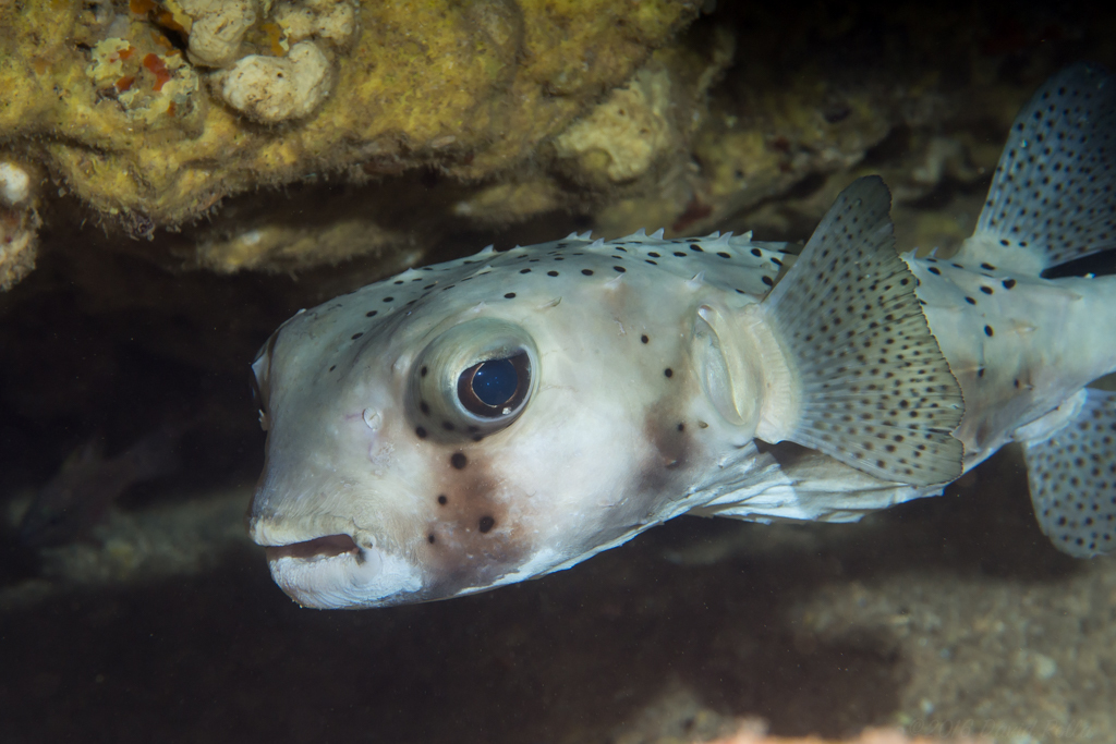 image of Chilomycterus reticulatus (Spotfin burrfish)