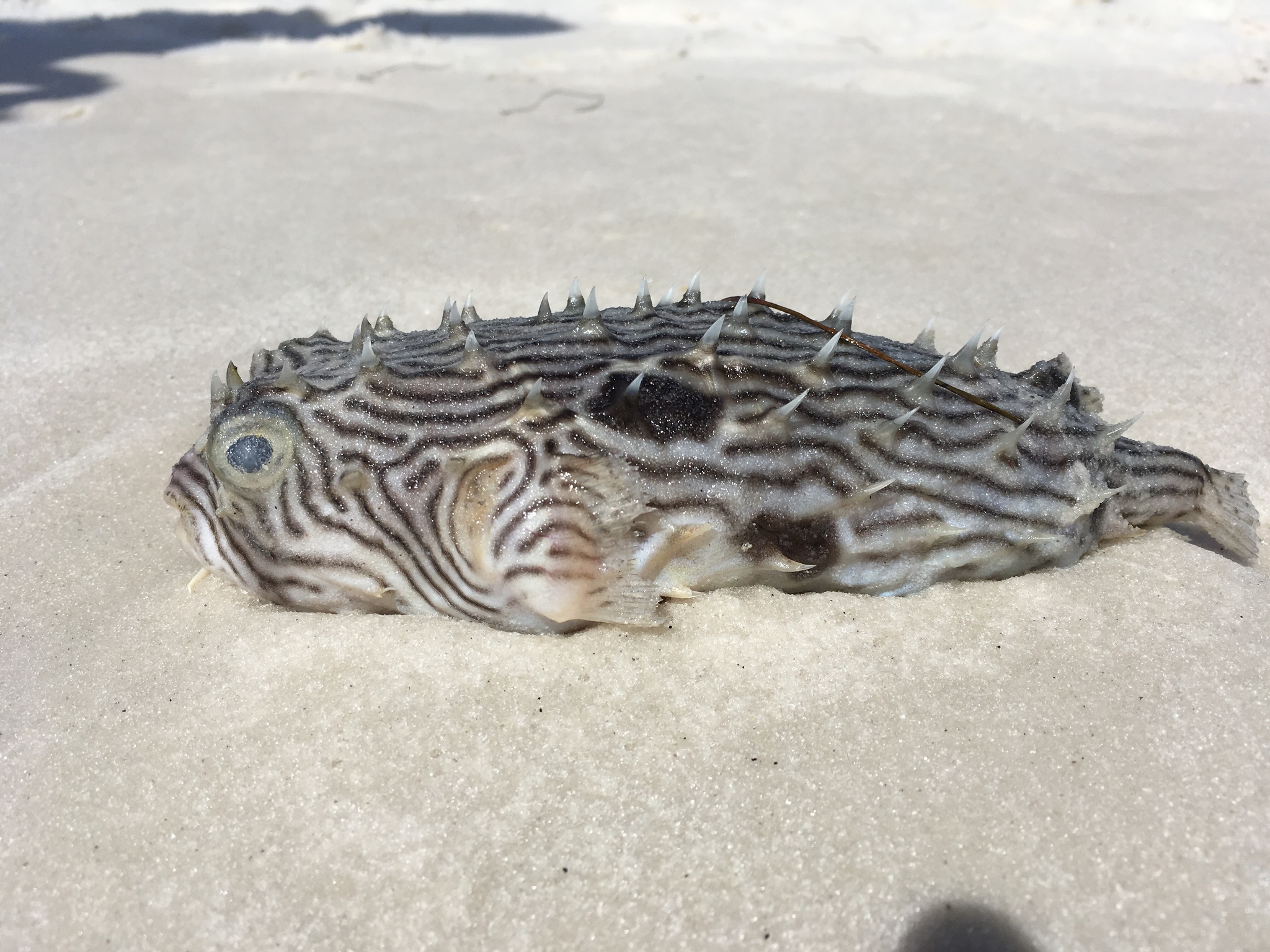 image of Chilomycterus schoepfii (Striped burrfish)