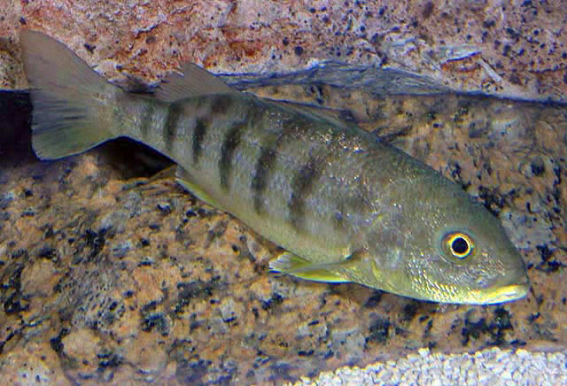 image of Conodon nobilis (Barred grunt)