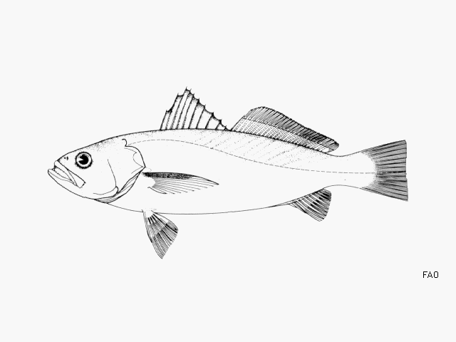 image of Cynoscion jamaicensis (Jamaica weakfish)
