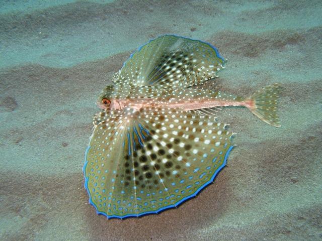 image of Dactylopterus volitans (Flying gurnard)