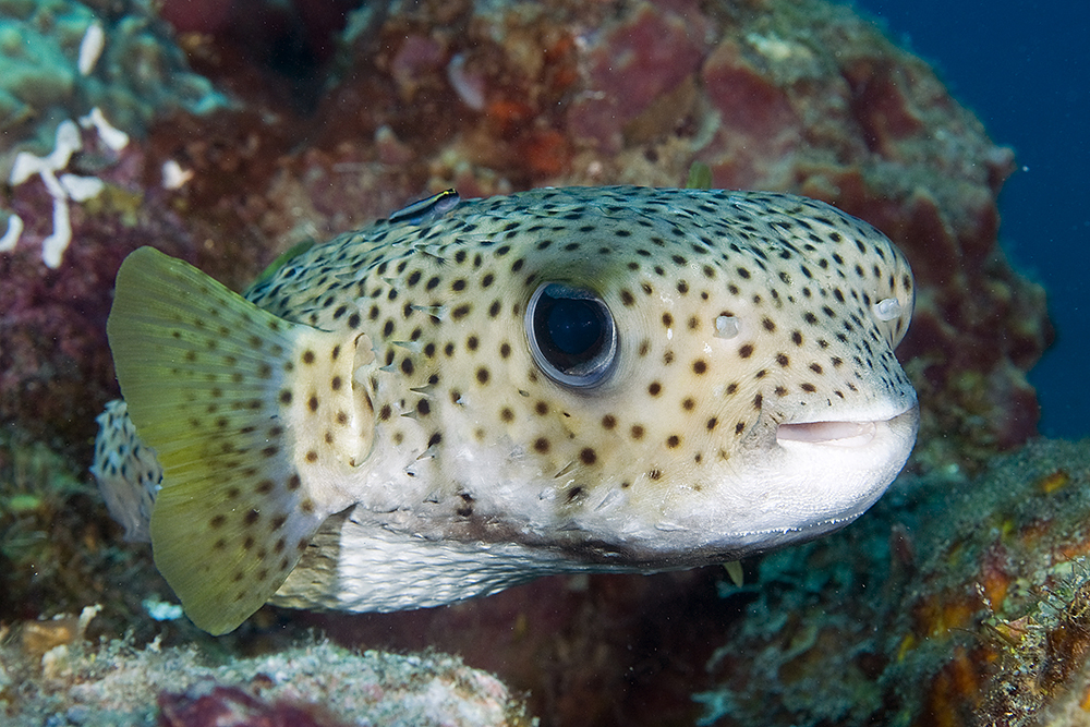 image of Diodon hystrix (Spot-fin porcupinefish)