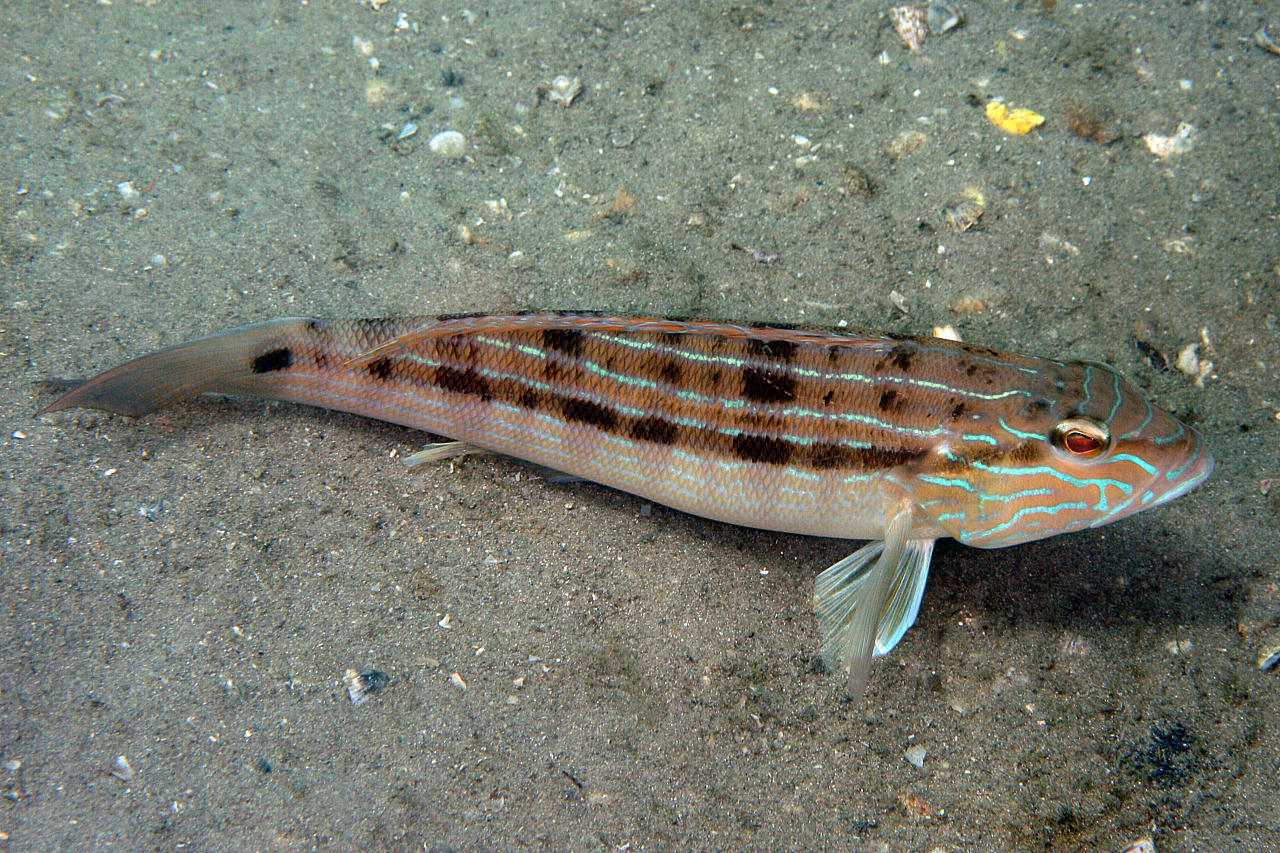 image of Diplectrum formosum (Sand perch)