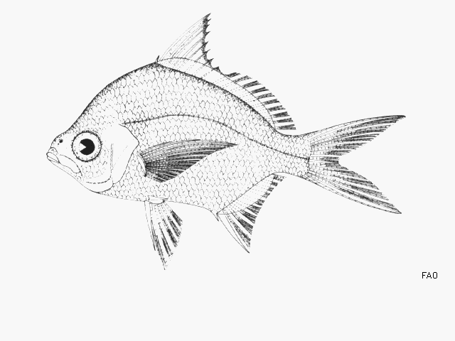 image of Diapterus rhombeus (Caitipa mojarra)