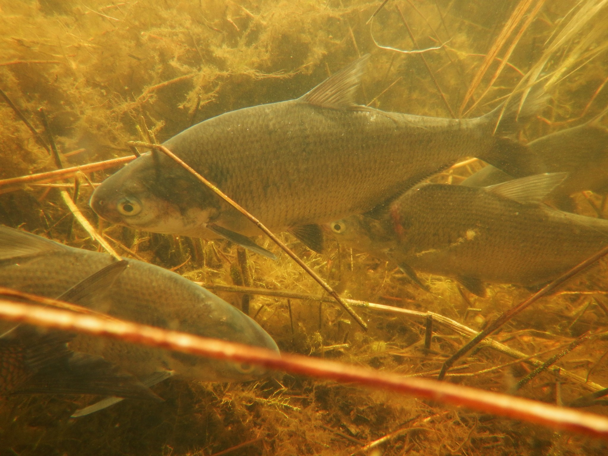 image of Dorosoma cepedianum (American gizzard shad)