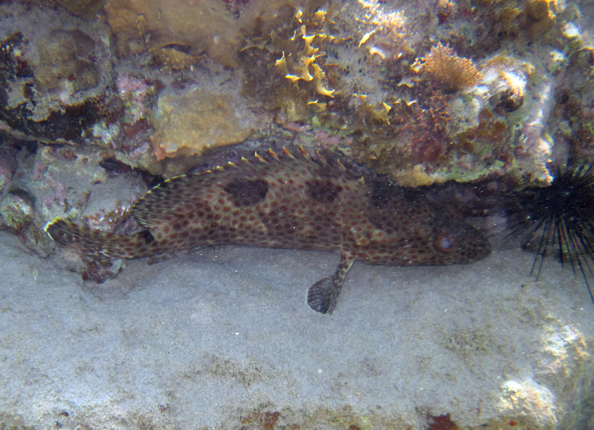 image of Epinephelus adscensionis (Rock hind)