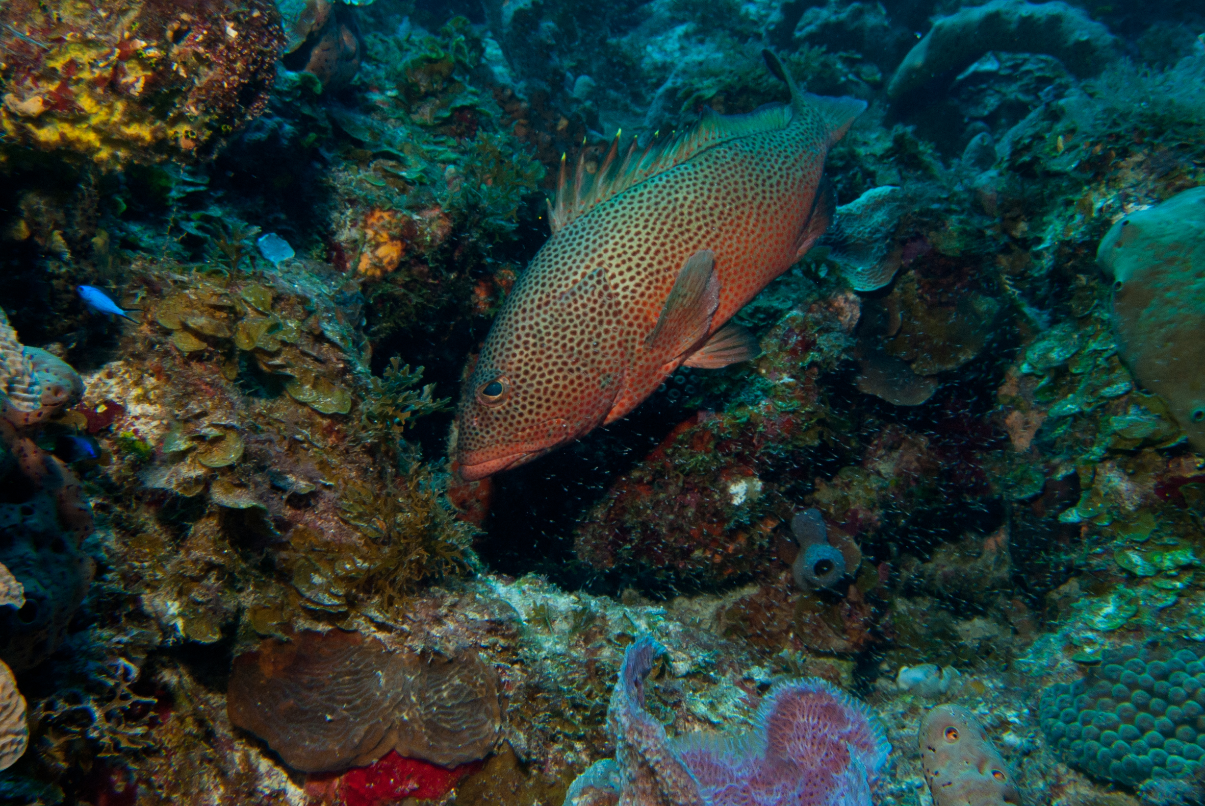 image of Epinephelus guttatus (Red hind)