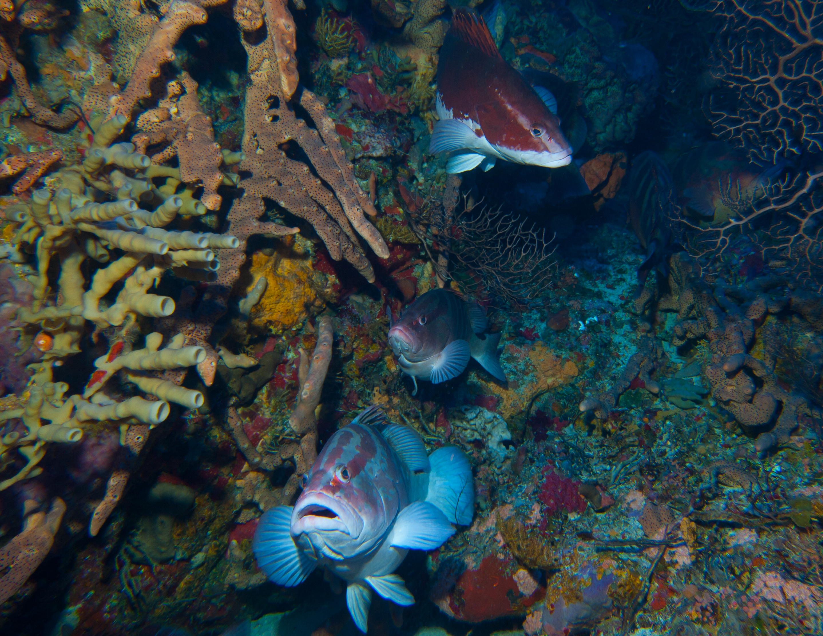 image of Epinephelus striatus (Nassau grouper)
