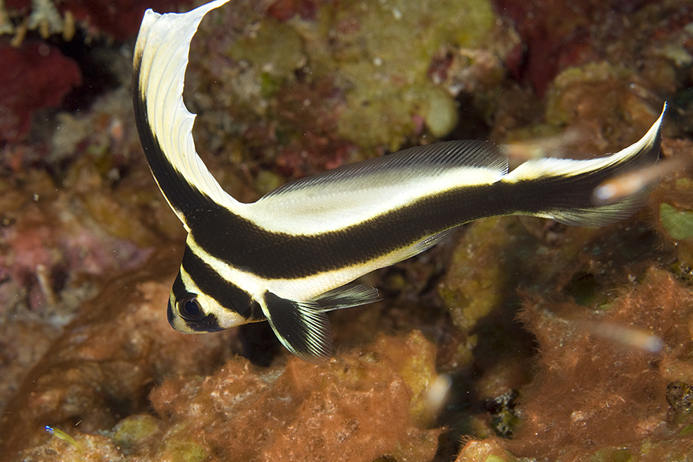 image of Equetus punctatus (Spotted drum)