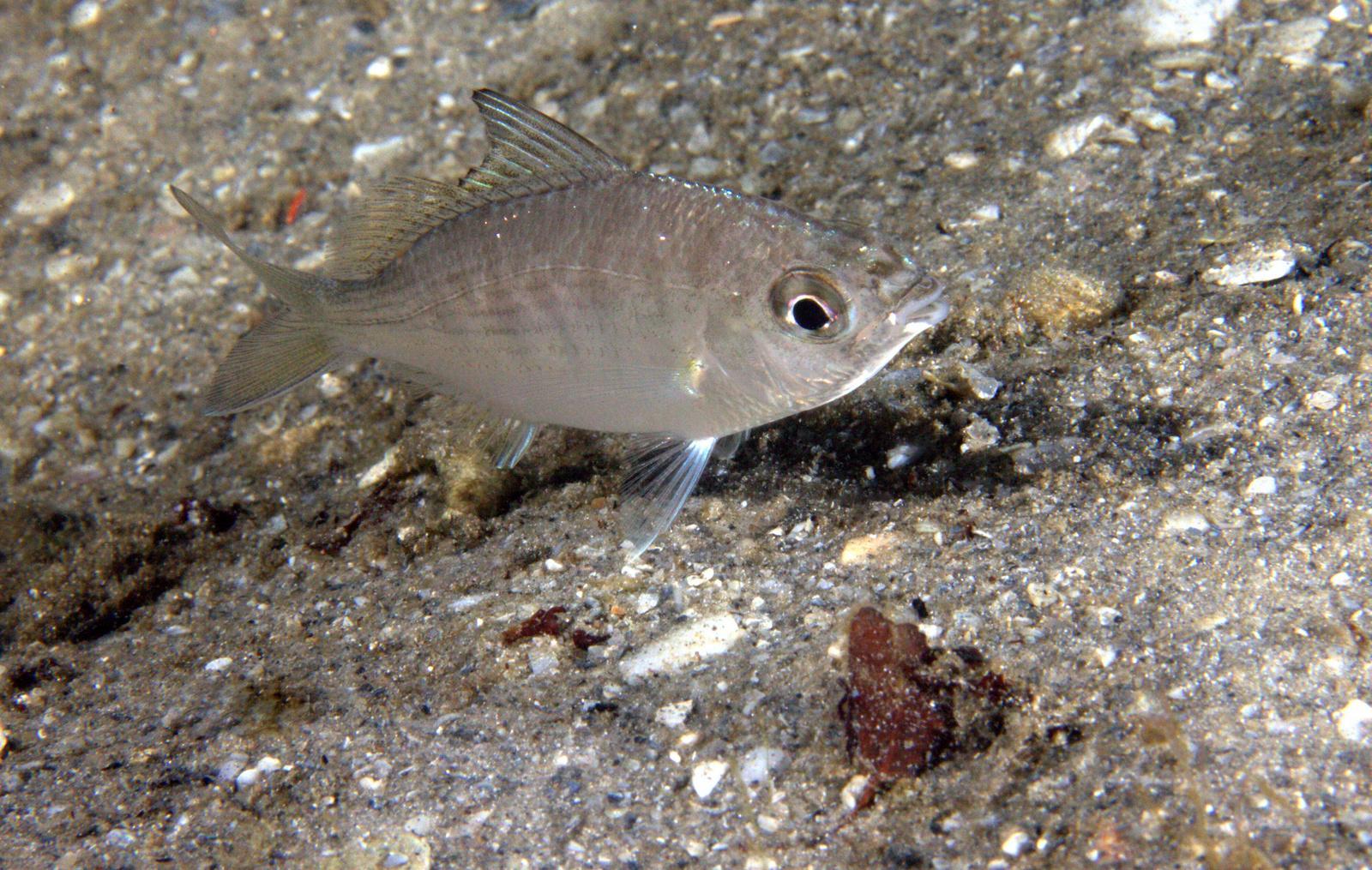 image of Eucinostomus gula (Jenny mojarra)