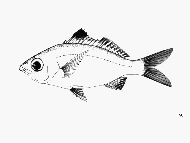 image of Eucinostomus havana (Bigeye mojarra)