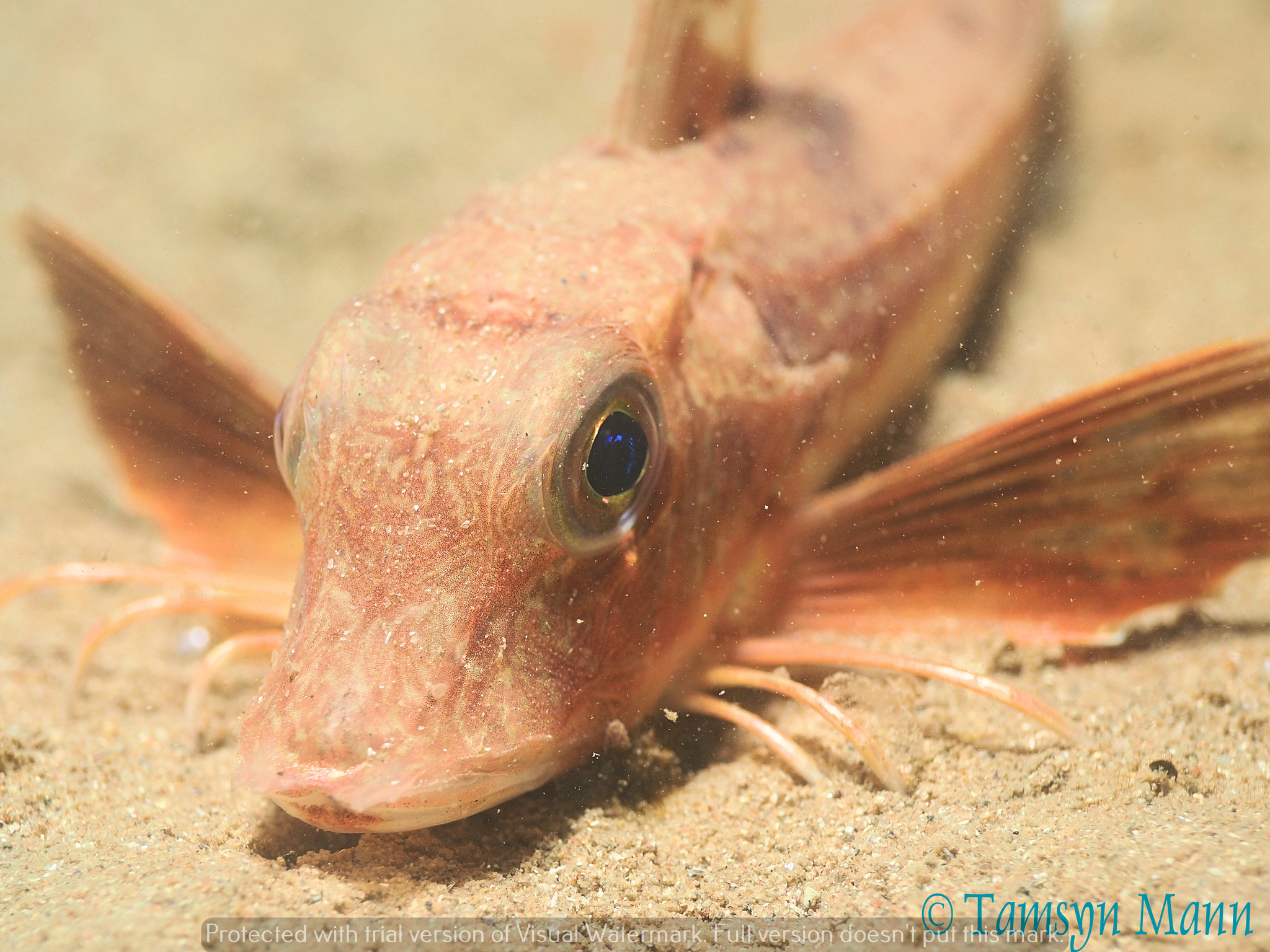 image of Eutrigla gurnardus (Grey gurnard)